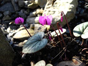 Cyclamen coum